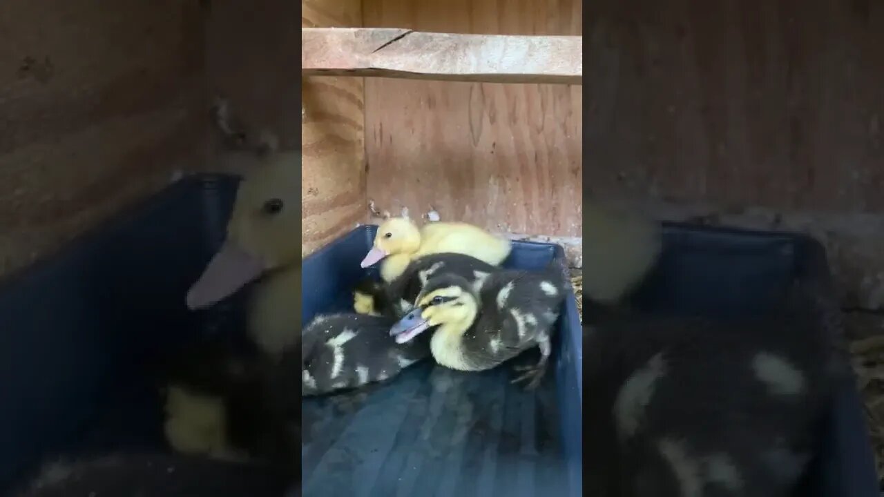 Water time for the baby ducks.