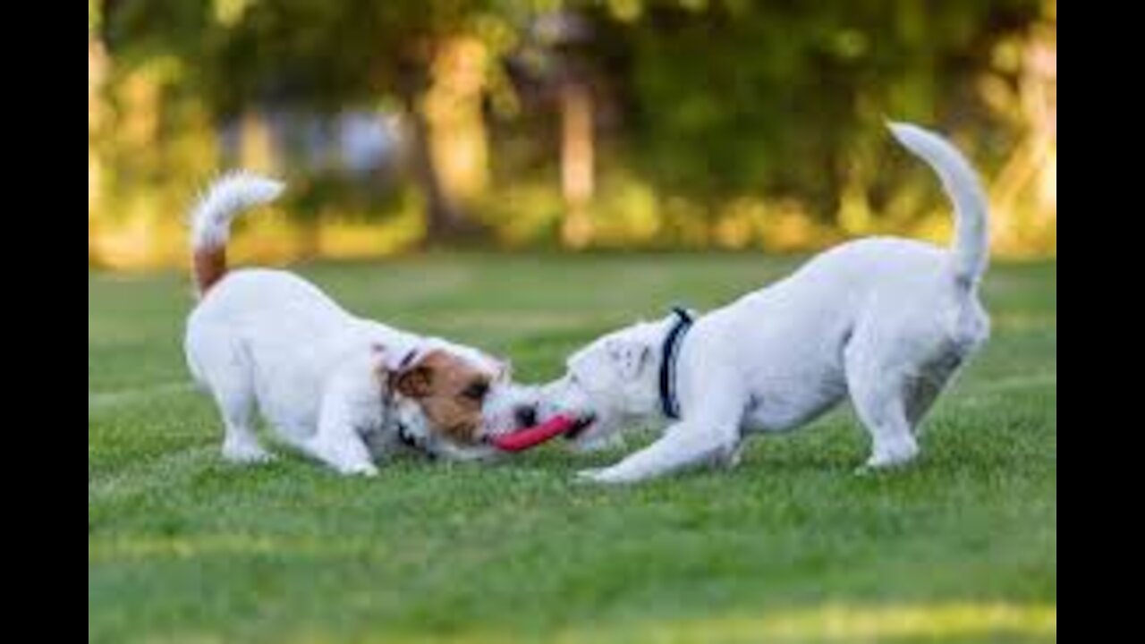 Group of dogs playing together in the park