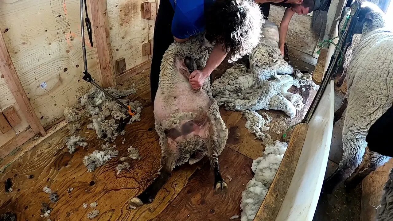 Shearing Run In Utah USA Spring 2023