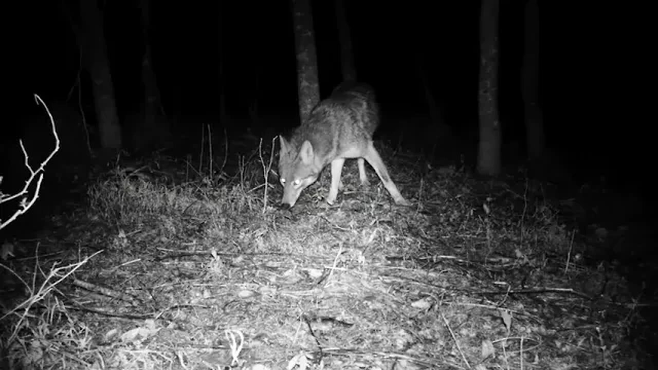 Coyote up close