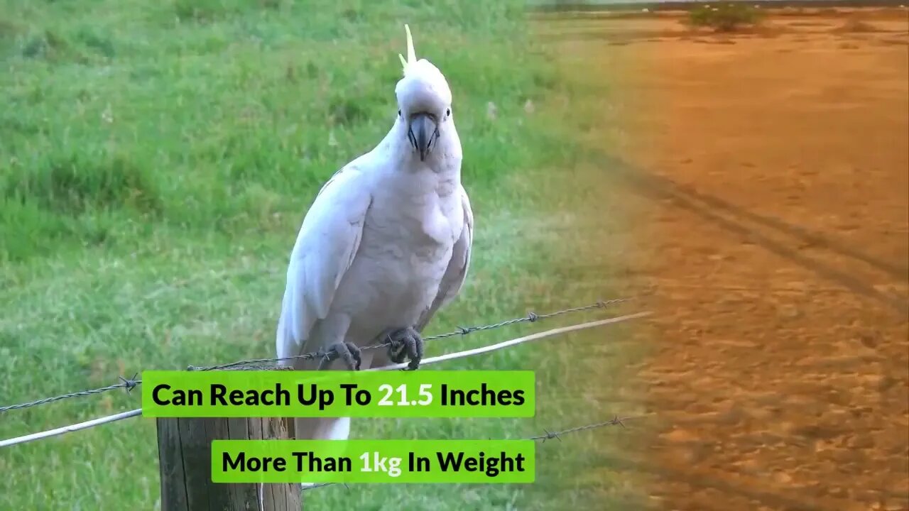 10 Most Beautiful Cockatoo Species on Planet Earth