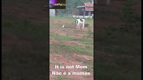 it's not mom - - Não é mamãe - #shorts