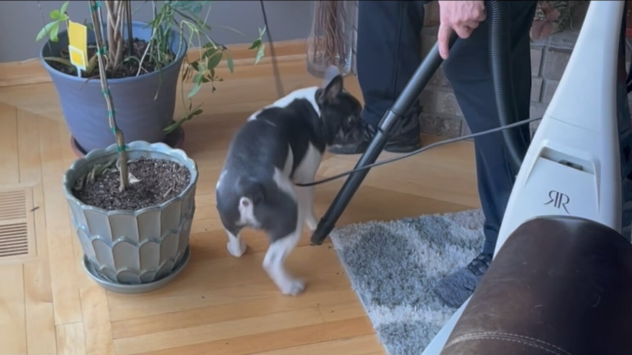 French bulldog hates the vacuum🤣