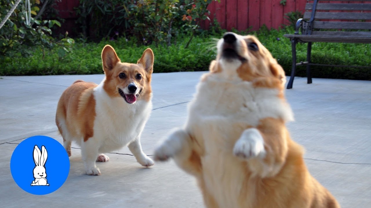 Corgi Are The Best - CUTEST Compilation EVER