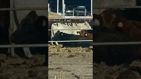 Birds Try To Devour An Entire Cow!