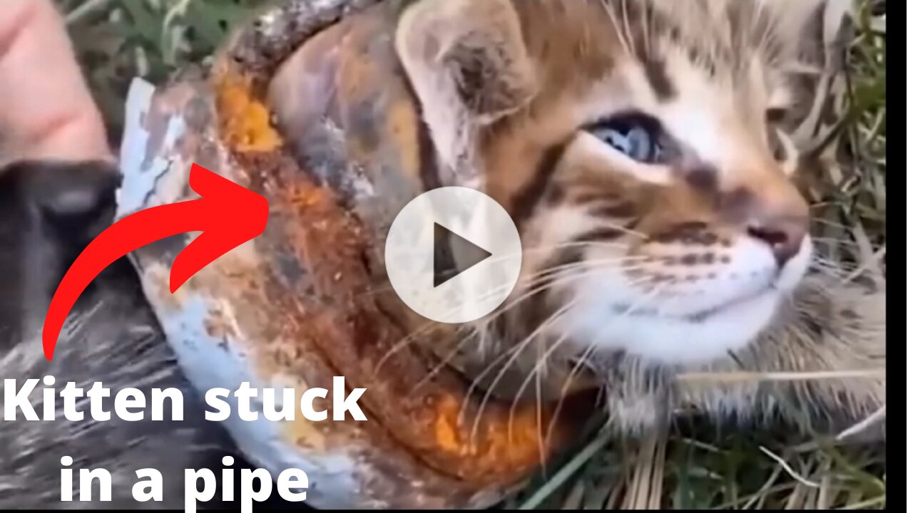 Baby cats rescue operation stuck in a pipe