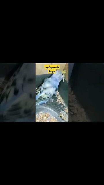 couple perruche hougou