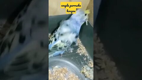 couple perruche hougou