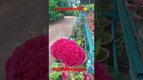 #youtubeshorts #flowerslovers