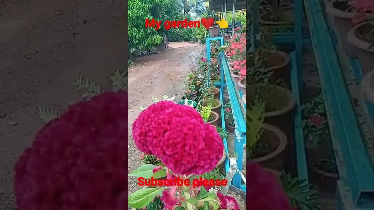 #youtubeshorts #flowerslovers