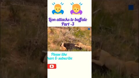 Lion attacks to buffalo 🦬 part - 3