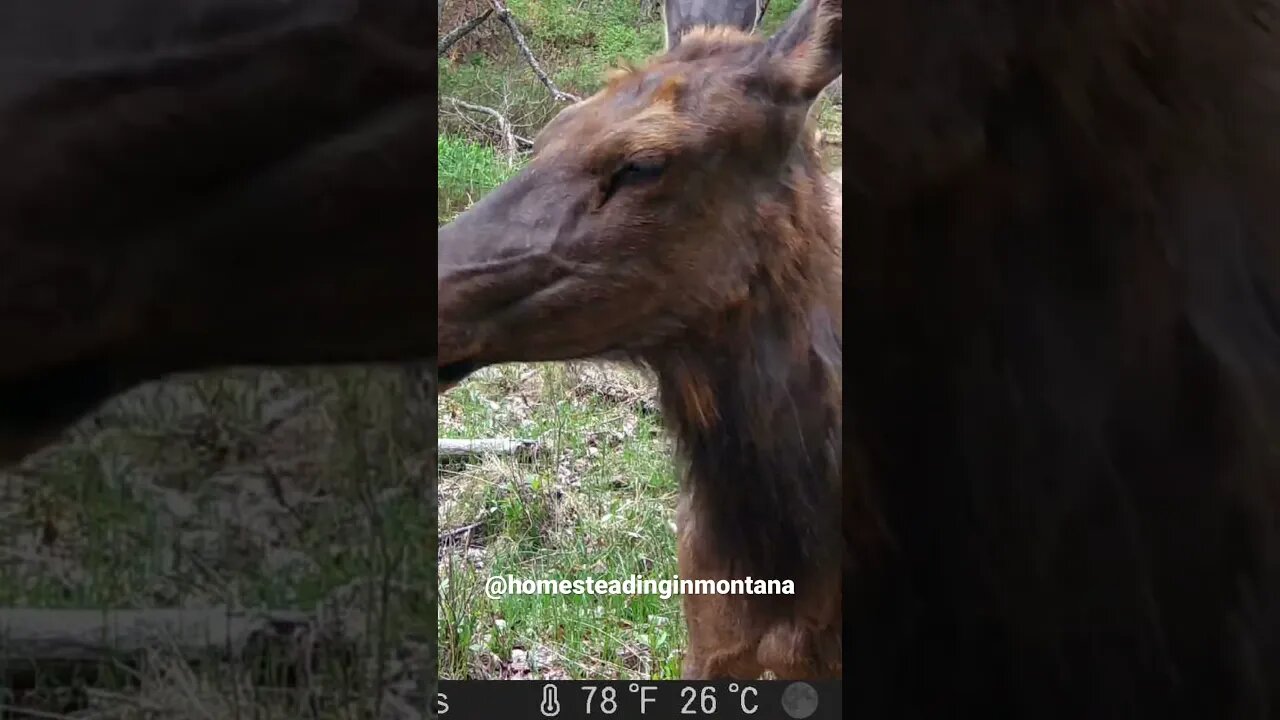 #countryliving #nature #elk #montana #wildernessliving #trailcam #huntmontana #homesteading #elk