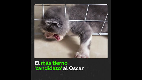 Este gatito lleva la dramatización a un nuevo nivel