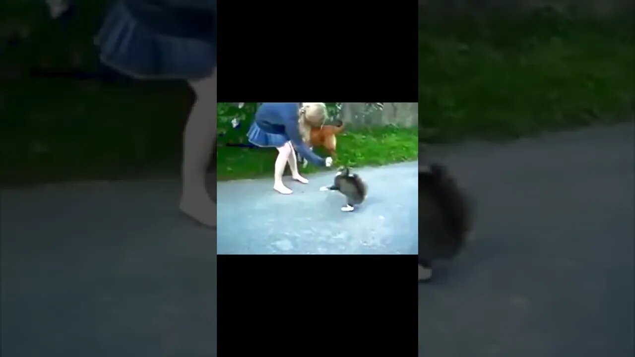 Ohhh..What a Lovely Cat...Ohhhh #shorts #cats #funny #like #subscribe