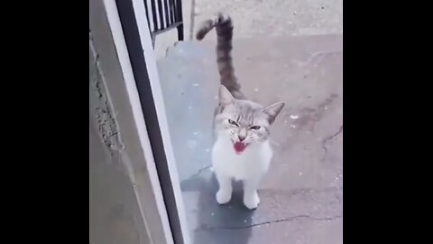 Cats funny moments