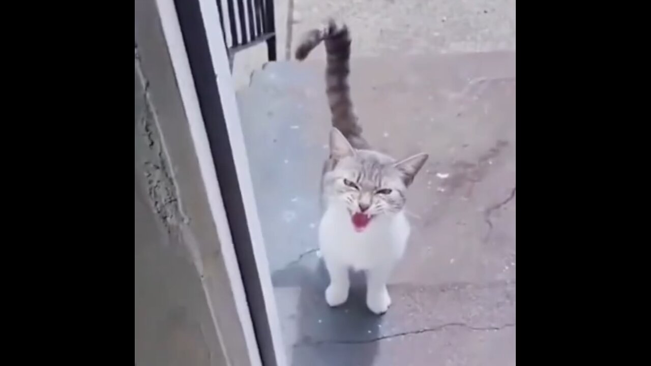 Cats funny moments