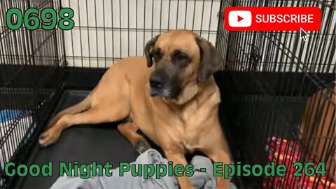 [0698] GOOD NIGHT PUPPIES - EPISODE 264 [#dogs #doggos #doggies #puppies #dogdaycare]