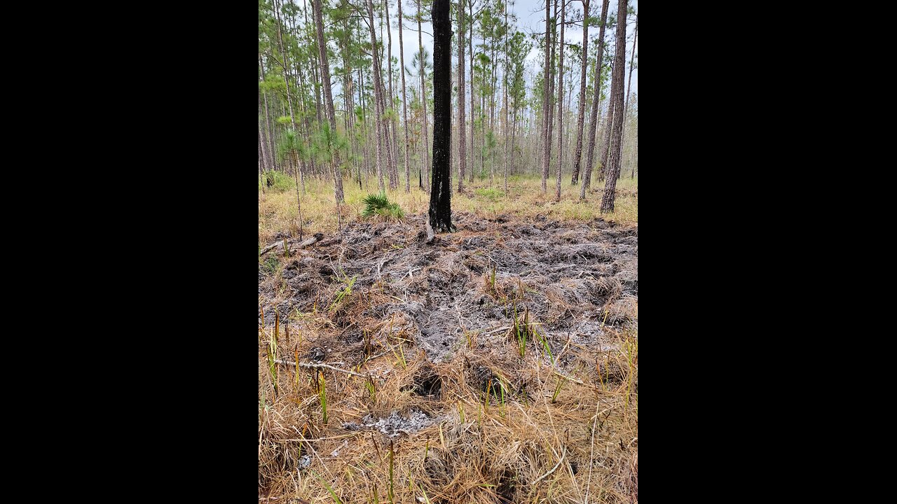 Florida Wild Hog Damage