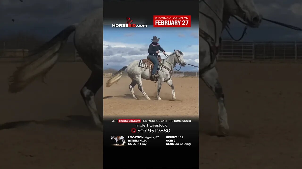 "𝓢𝓶𝓸𝓴𝓮" - He's a 𝑠𝑚𝑜𝑘𝑖𝑛' finished head horse that is as broke and gorgeous as they come!