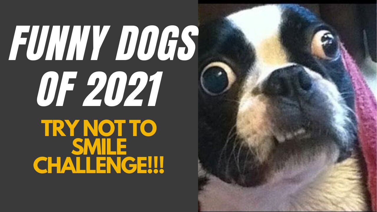 Adorable & Funniest Dogs of 2021 - MUST WATCH THIS!!!