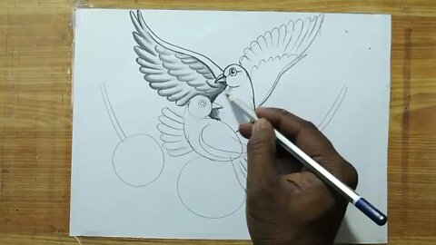 how to draw a pigeon and rose flowers with pencil sketch