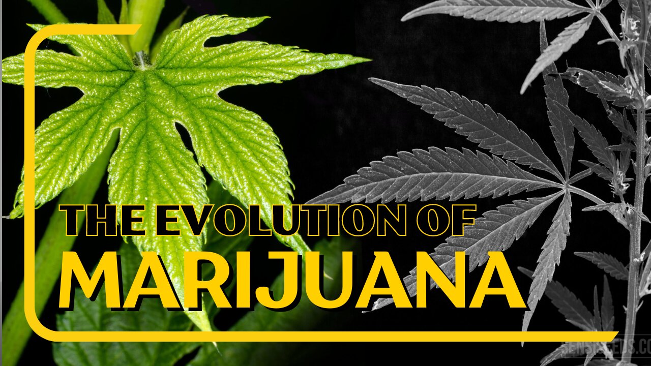 The Evolution Of Marijuana