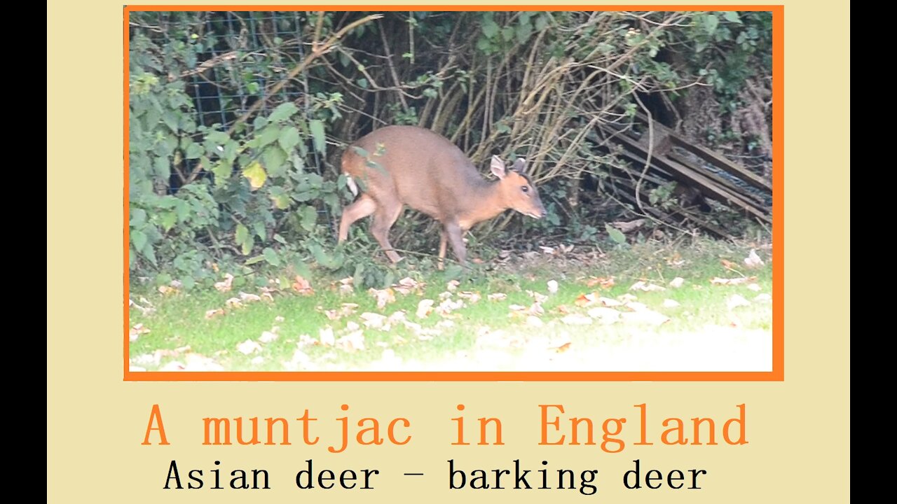 Muntjac, also known as Asian deer or barking deer