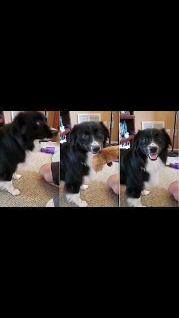 Dog notices owner filming her, smiles for the camera