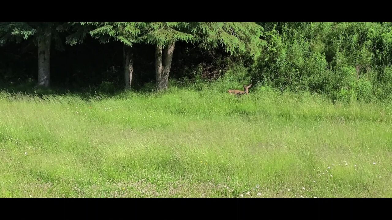 Wild deer takes a nap at edge of road