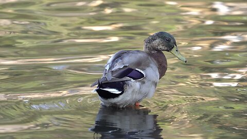 CatTV: duck cleaning forced to leave