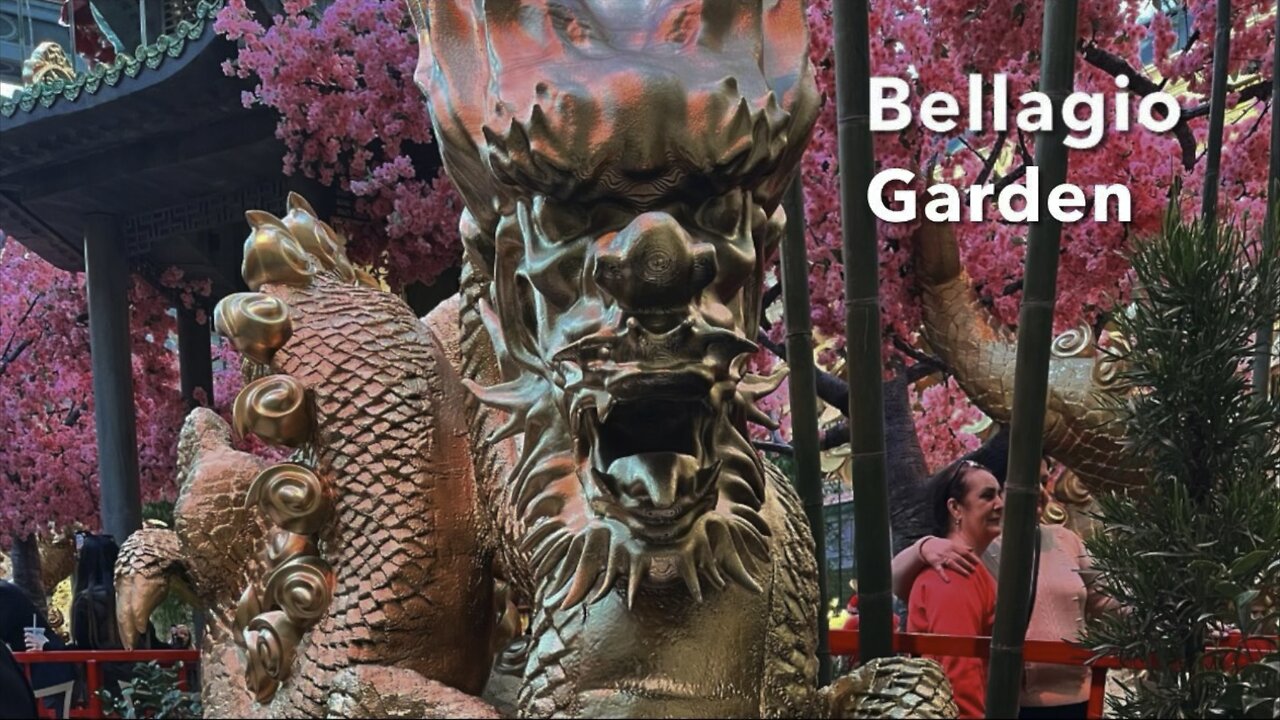 Travel : bellagio garden Las Vegas with dragon theme dragon ball money tree lion dance