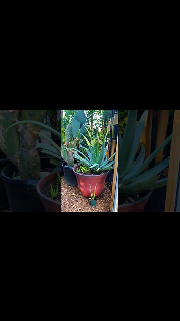 Turn Your Aloe Vera Into A Massive Monster With My Growing Tips For Success! Sunburn Stand No Chance