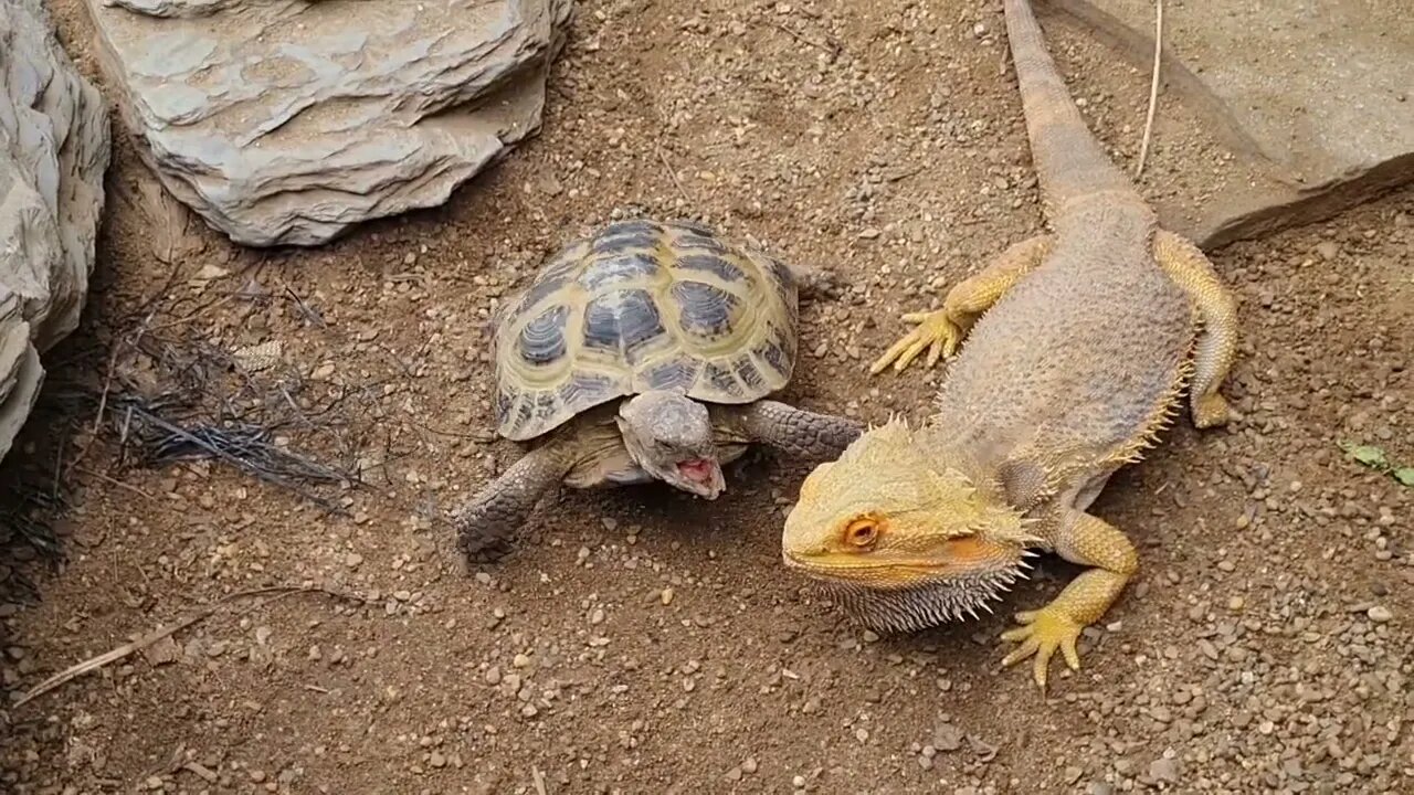 FIGHTING REPTILES Tortoise Vs. Bearded Agame - Schildpad Vs. Baardagaam -- klein Costa Rica