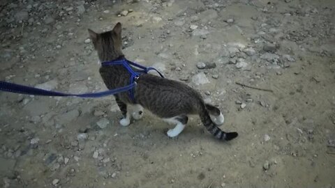 Cute Kitten Walks with Us in the Mountains