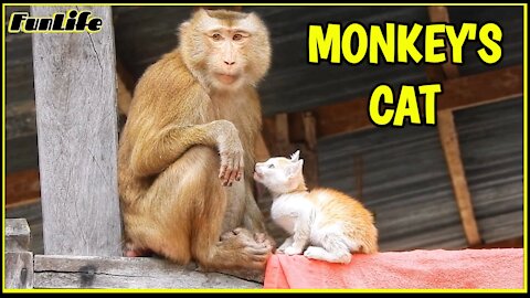 A monkey that owns a cat