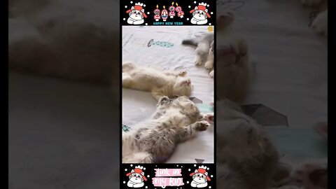 23_😂😹😂 Cute Animals For When You Are Stressed 😂😹😂 (2022)