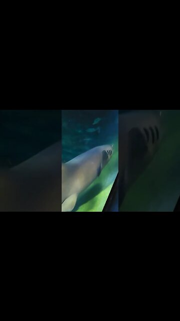 Pineknoll shores aquarium, nurse shark #atlanticbeach