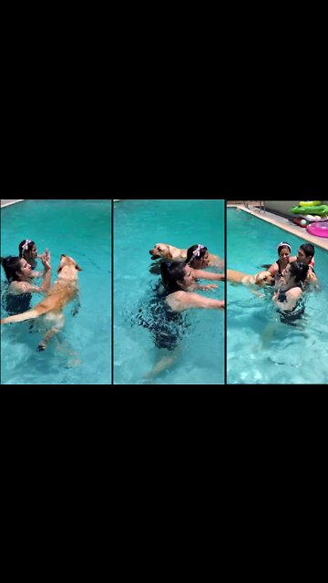 Labrador Dog Doesn't Let His Mom Swim in the Pool