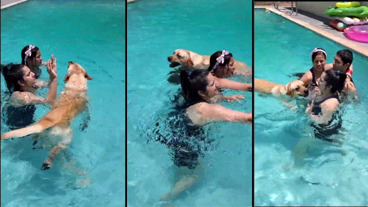 Labrador Dog Doesn't Let His Mom Swim in the Pool