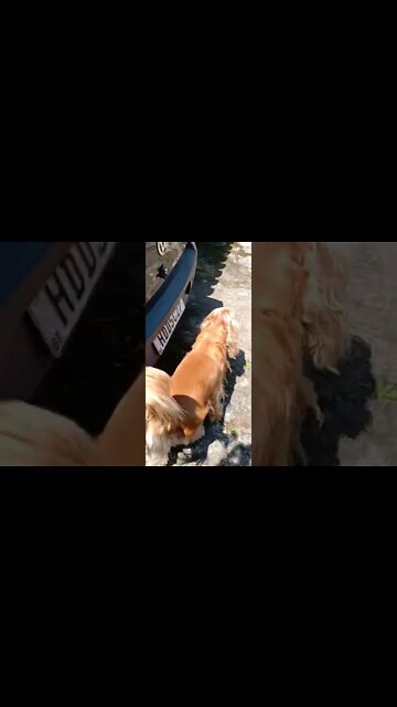 dogshow golden, shorts