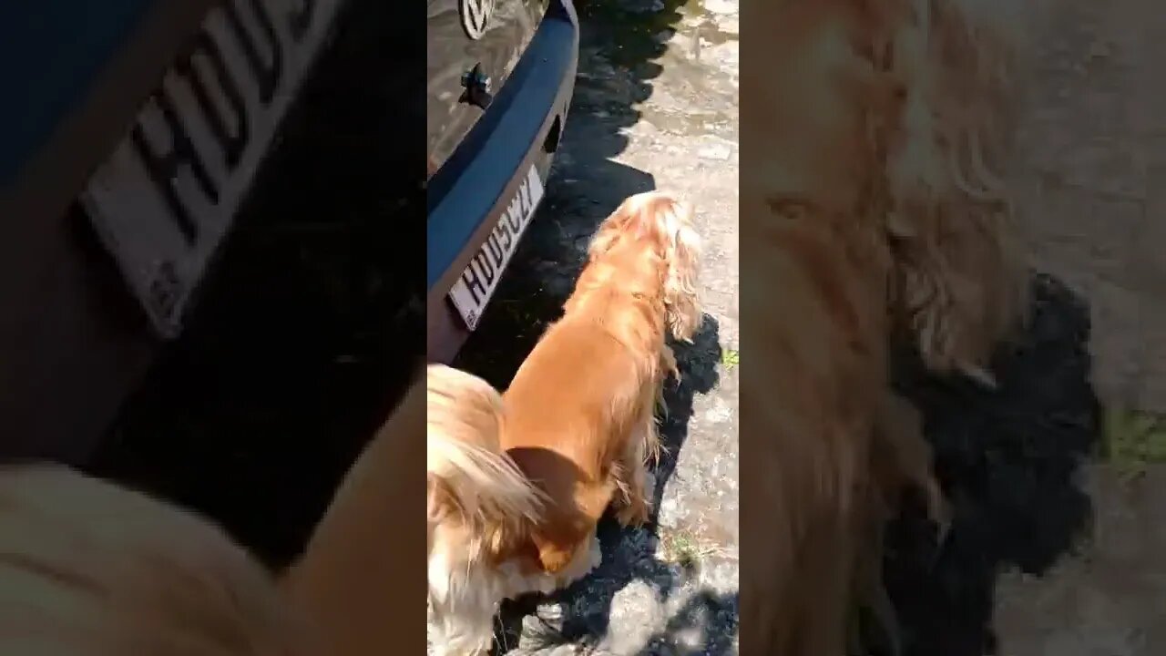 dogshow golden, shorts