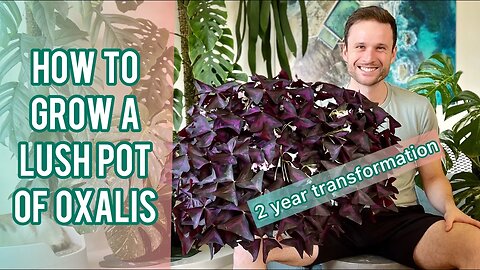 OXALIS CARE TIPS - Plant Spotlight #oxalistriangularis