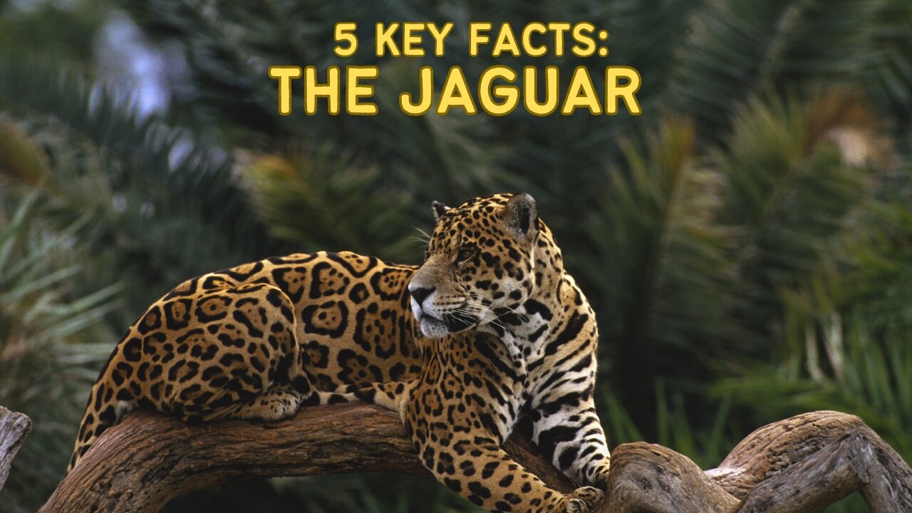 Unveiling the Secrets of the Jaguar: From Cubs to Apex Predators