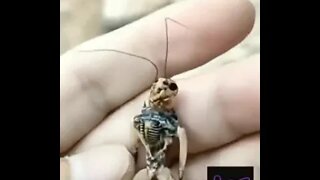 Real Or Fake?