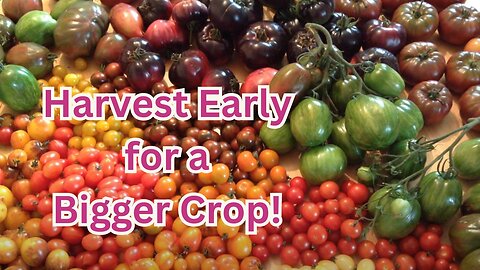 Top 5 reason why you should harvest your tomatoes early #tomatoes