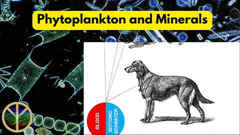 Phytoplankton and Minerals