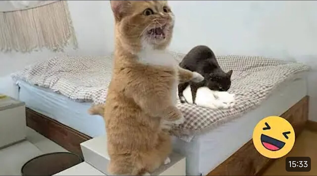 Try Not To Laugh Cats And Dogs Videos😁 - New Funny Animals Video Maaate😱 2024 #1