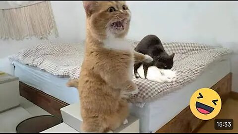 Try Not To Laugh Cats And Dogs Videos😁 - New Funny Animals Video Maaate😱 2024 #1