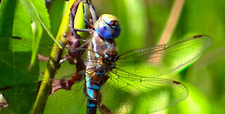 IECV NV #410 - 👀 A Blue Dragonfly On The Weeping Willow Tree 7-4-2017