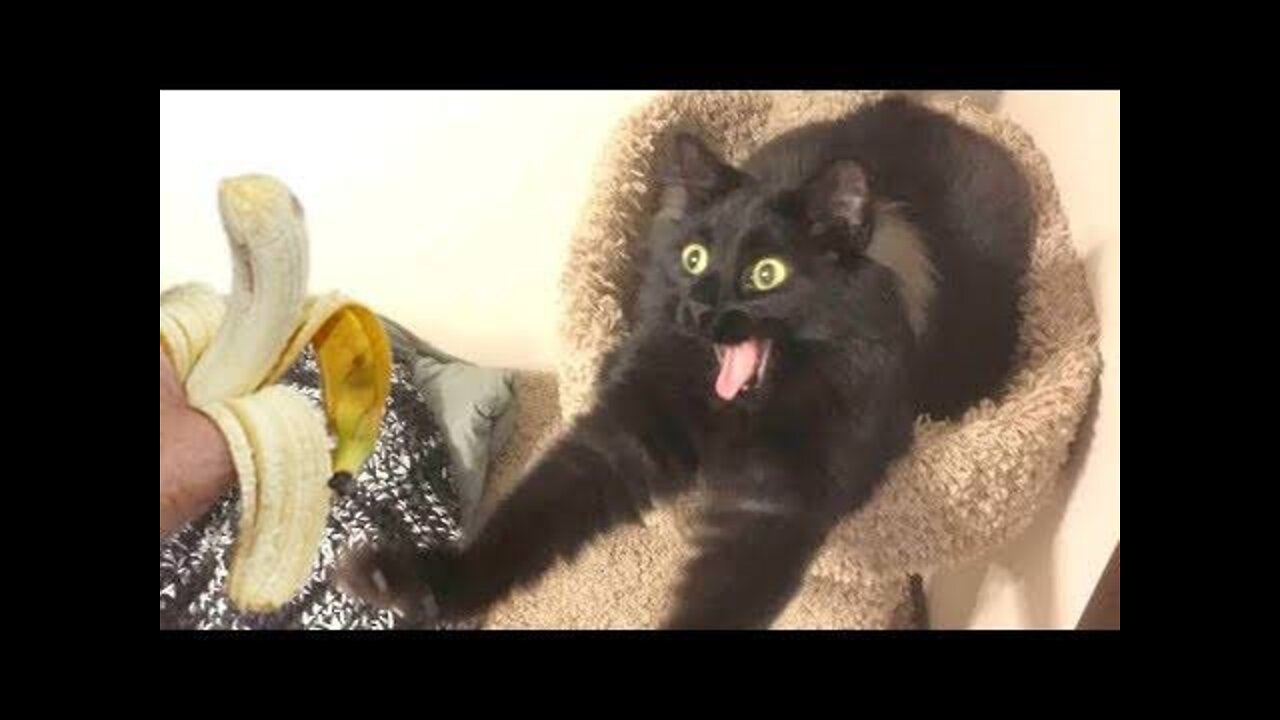 😇 Laugh non-stop with these funny cats 😹 - Funniest Cats Expression Video 😇 - Funny Cats Life